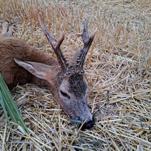 Roebuck hunt in Serbia 2026 0