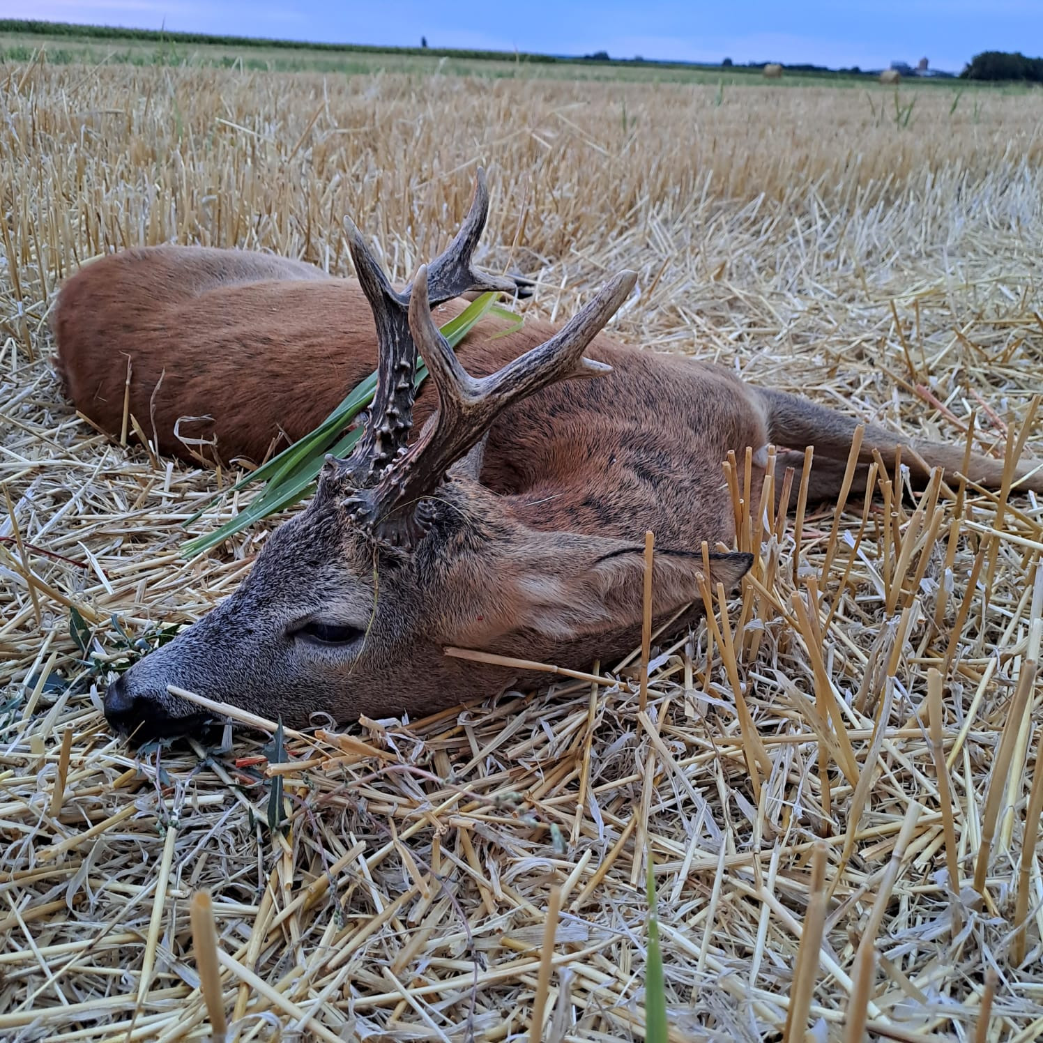 Roebuck hunt in Serbia 2026