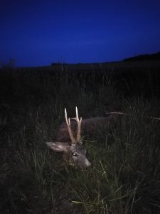 Roebuck hunt in Serbia 2026 3