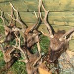 Sika stag in the Czech Republic