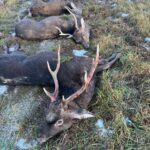 Sika stag in the Czech Republic