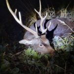 Sika stag in the Czech Republic