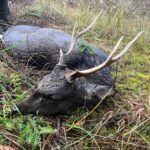 Sika stag in the Czech Republic, 212 CIC