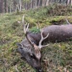 Sika stag in the Czech Republic, 223 CIC