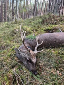 Sika deer hunt in the Czech Republic 2025/2026 1