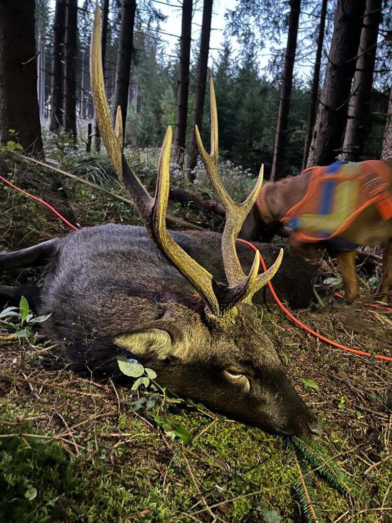 Sika deer hunt in the Czech Republic 2025/2026