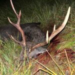 Sika stag in the Czech Republic, 272 CIC, gold medal