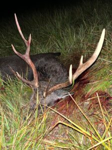 Sika deer hunt in the Czech Republic 2025/2026 2