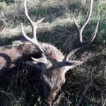Sika stag in the Czech Republic