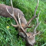 Sika stag in the Czech Republic