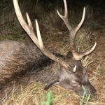 Sika stag in the Czech Republic