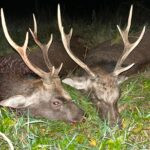 Sika stag in the Czech Republic