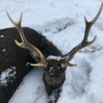 Sika stag in the Czech Republic