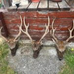 Sika in the Czech Republic from left 262 CIC, 247 CIC, 222 CIC