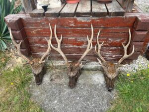 Sika deer hunt in the Czech Republic 2025/2026 3
