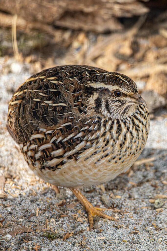 Quail and its hunting in Serbia ✅