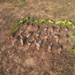 Quail hunting in Serbia (1)