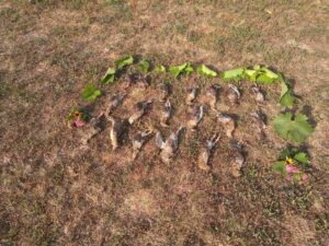 Quail hunting in Serbia 2026 1