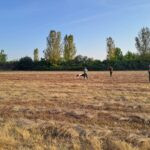 Quail hunting in Serbia (14)