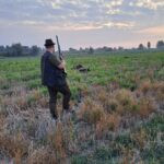 Quail hunting in Serbia (17)