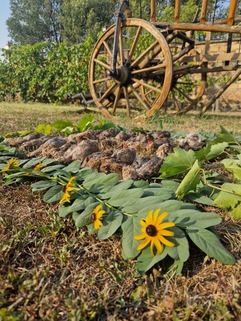 Quail hunting in Serbia 2026
