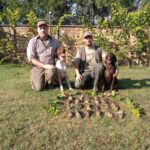 Quail hunting in Serbia (21)