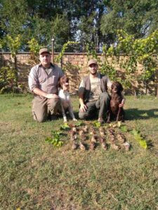 Quail hunting in Serbia 2026 2