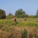 Quail hunting in Serbia (22)