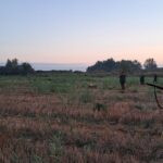 Quail hunting in Serbia (23)