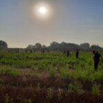 Quail hunting in Serbia (29)