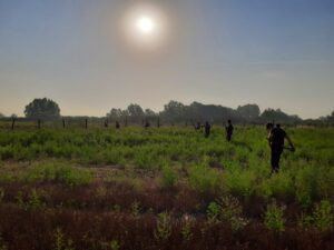 Quail hunting in Serbia 2026 3