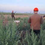 Quail hunting in Serbia (63)