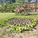 Quail hunting in Serbia (9)
