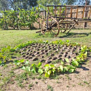 Quail hunting in Serbia 2026 0