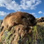 Marmot hunting in Austria