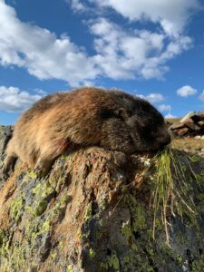 Hunting marmots in Austria - 2 marmots complete package 2026 3
