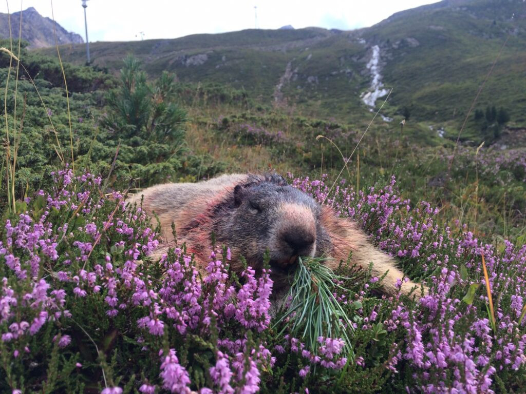 Hunting marmots in Austria - 2 marmots complete package 2026