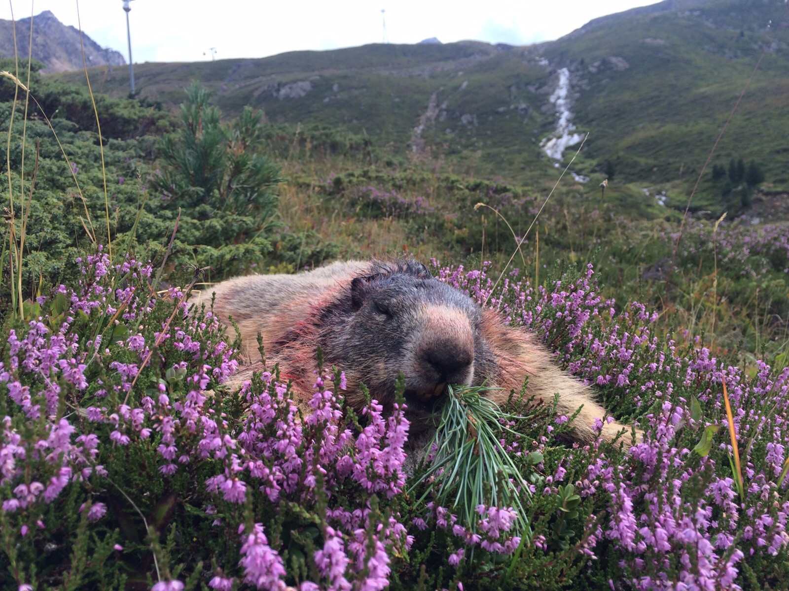 Hunting marmots in Austria - 2 marmots complete package 2026