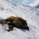 Marmot hunting in Austria