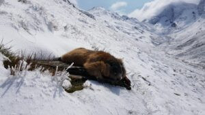 Hunting marmots in Austria - 2 marmots complete package 2026 1