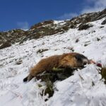 Marmot hunting in Austria