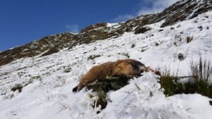 Hunting marmots in Austria - 2 marmots complete package 2026 2