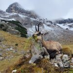 Hunting chamois 2025, Austria (1)