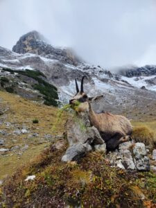 Hunting chamois in Austria - complete package 2026 3