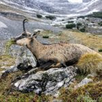 Hunting chamois 2025, Austria (2)