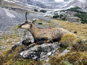 Hunting chamois in Austria - complete package 2026 0