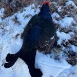 Black grouse hunting Obergur, Austria (1)