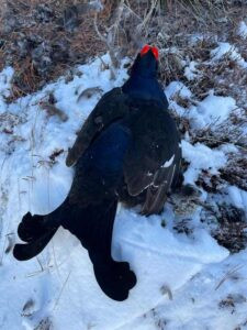 Hunting black grouse in Austria - complete package 2026 3