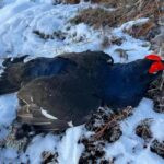 Black grouse