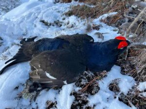 Hunting black grouse in Austria - complete package 2026 2